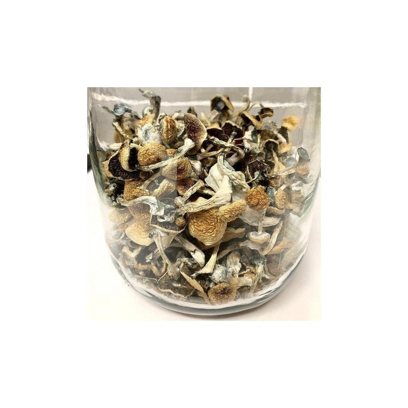 psilocybe-azurescens-online.jpg