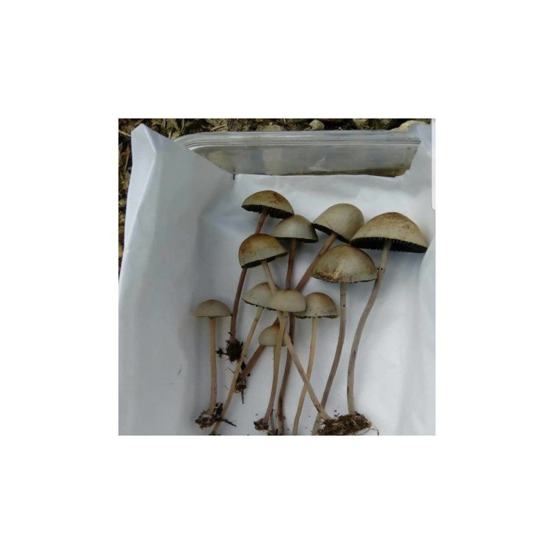 psilocybe-mexicana.jpg